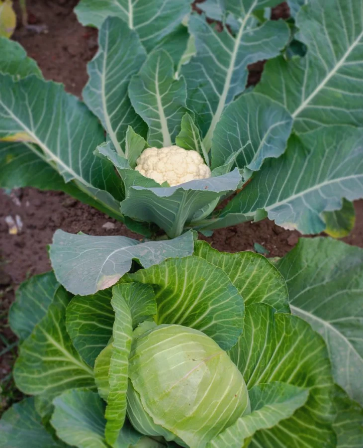 Terreno com horta
